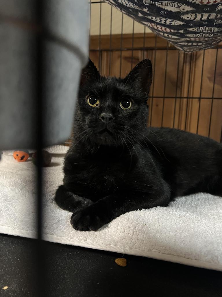 Enlarge Furr-nando, a Adoptable mixed breed in Ontario, OR image 2/3