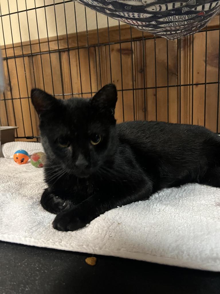 Enlarge Furr-nando, a Adoptable mixed breed in Ontario, OR image 3/3