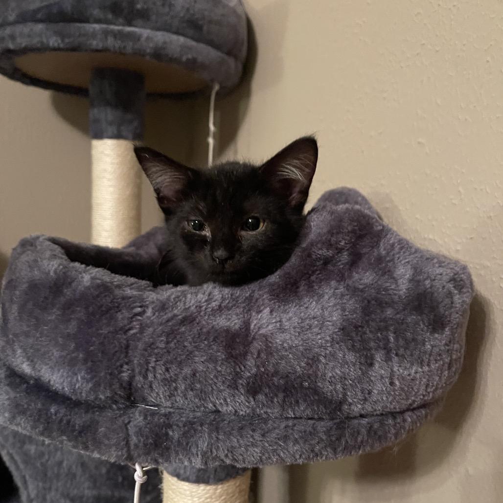 Mimi, Adoptable, Young Female Domestic Short Hair.