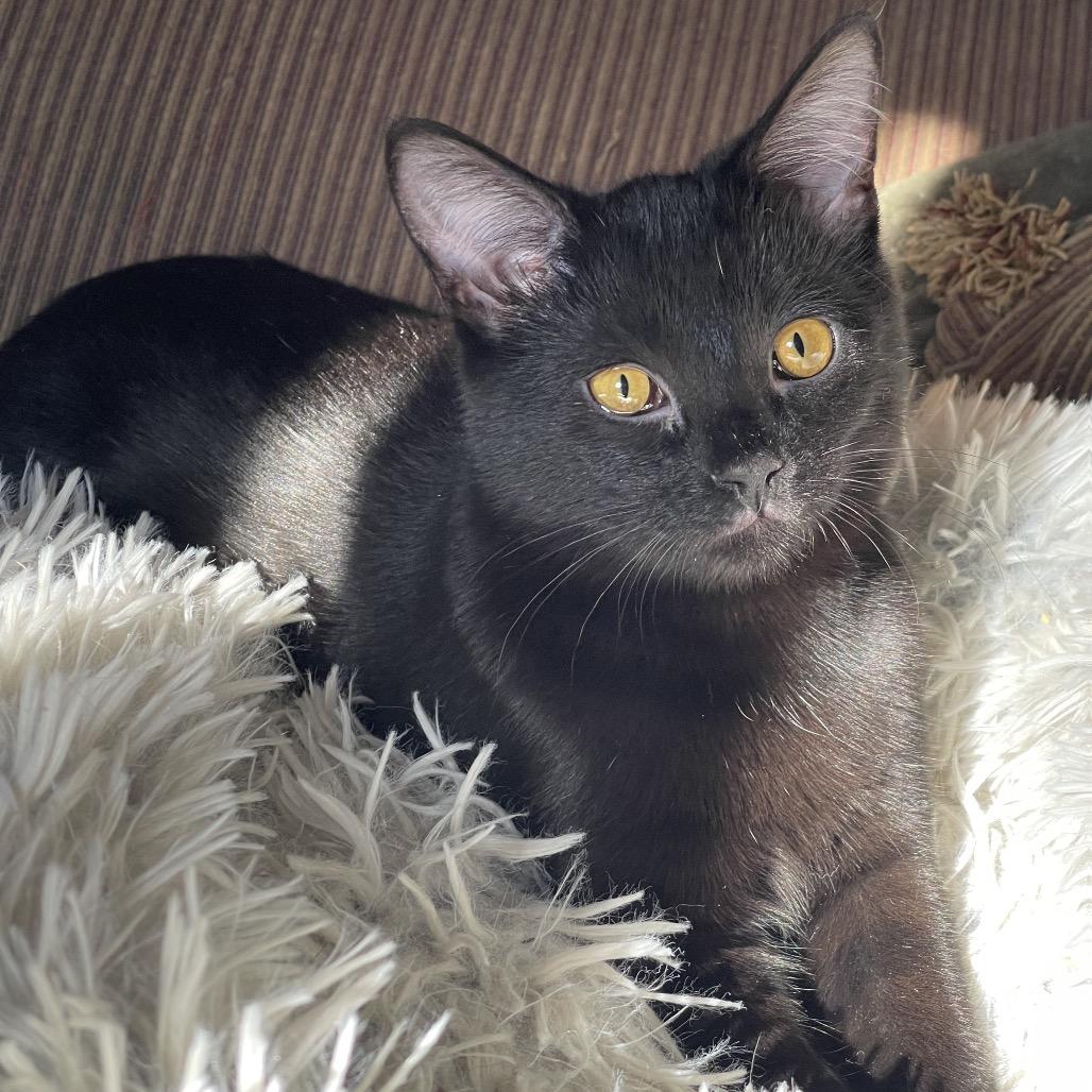 Enlarge Mimi, a Adoptable Domestic Short Hair in Canton, IL image 2/6