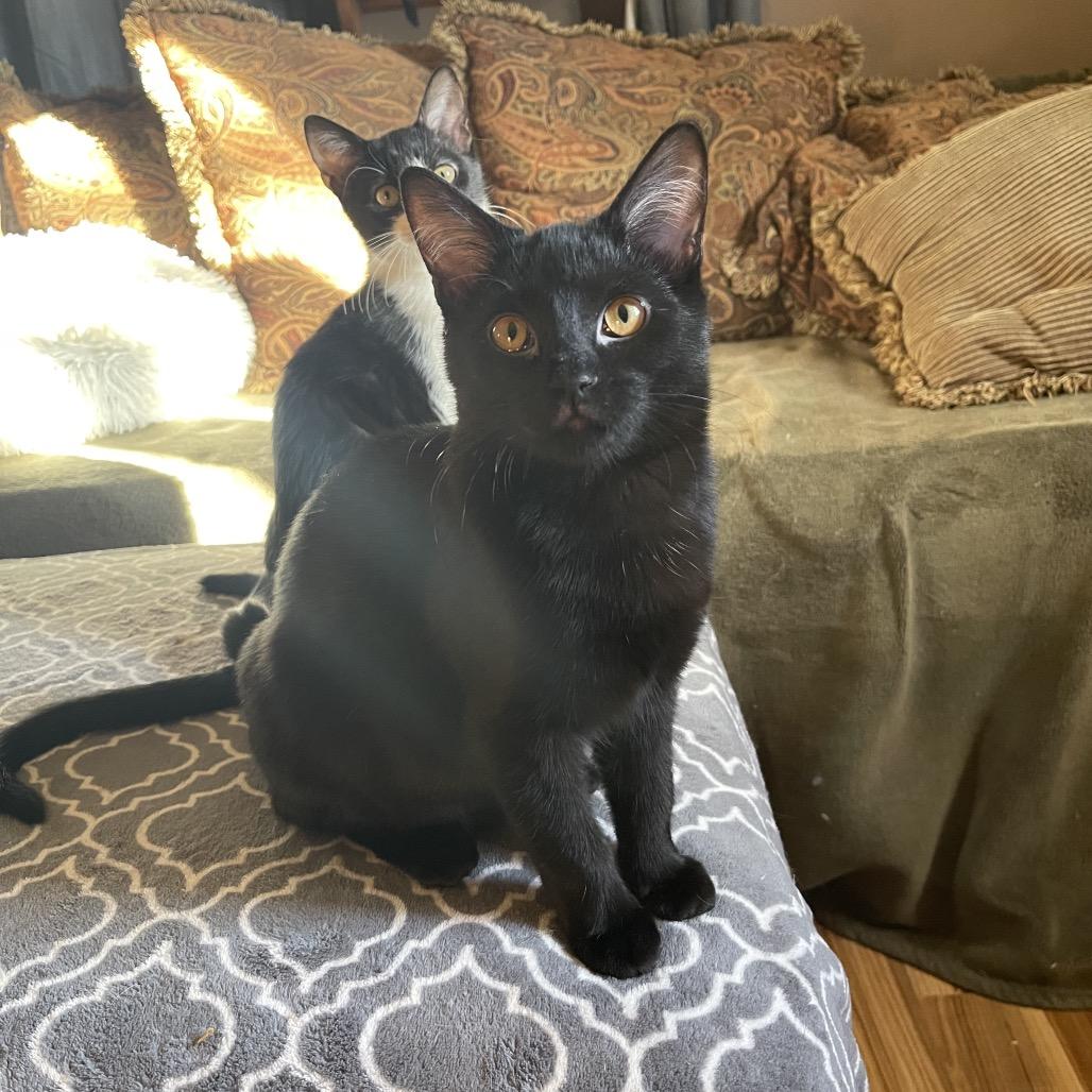 Enlarge Mimi, a Adoptable Domestic Short Hair in Canton, IL image 4/6