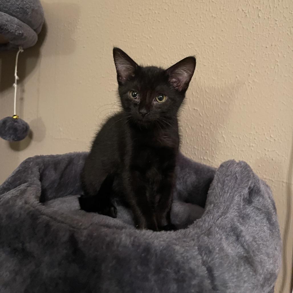 Enlarge Mimi, a Adoptable Domestic Short Hair in Canton, IL image 5/6