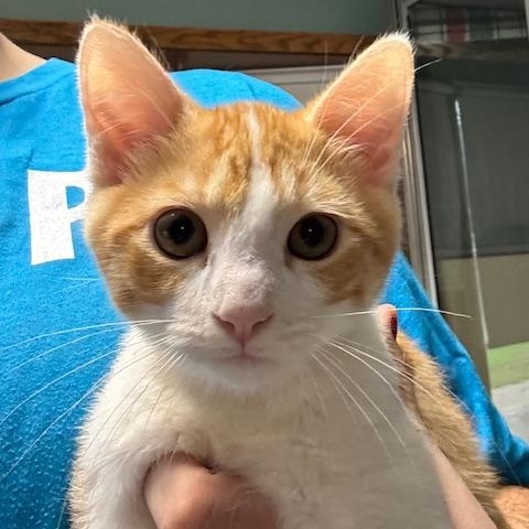 Enlarge Bacon and Bagel, a Adoptable Domestic Medium Hair in Hutchinson, MN image 3/6