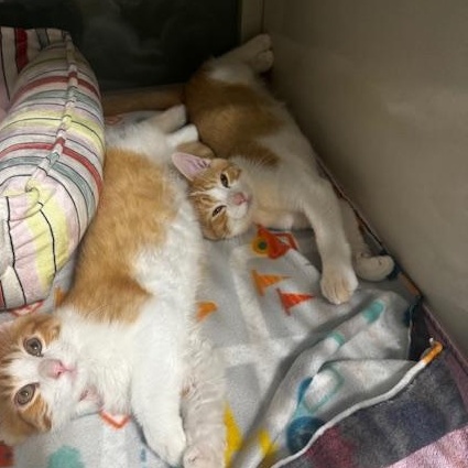 Enlarge Bacon and Bagel, a Adoptable Domestic Medium Hair in Hutchinson, MN image 2/6