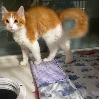 Enlarge Bacon and Bagel, a Adoptable Domestic Medium Hair in Hutchinson, MN image 5/6