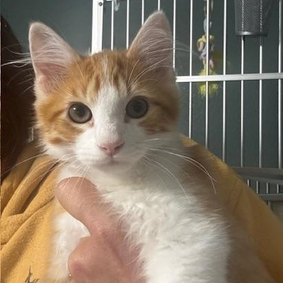 Enlarge Bacon and Bagel, a Adoptable Domestic Medium Hair in Hutchinson, MN image 4/6