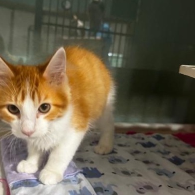 Enlarge Bacon and Bagel, a Adoptable Domestic Medium Hair in Hutchinson, MN image 6/6