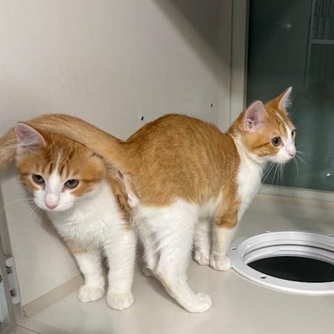 Bacon and Bagel, Adoptable, Kitten Male Domestic Medium Hair.