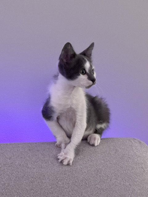 Helga Hufflepuff, Adoptable, Kitten Female Domestic Short Hair.