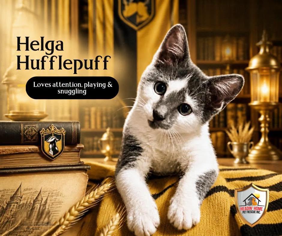 Enlarge Helga Hufflepuff, a Adoptable Domestic Short Hair in Holland, MI image 2/3