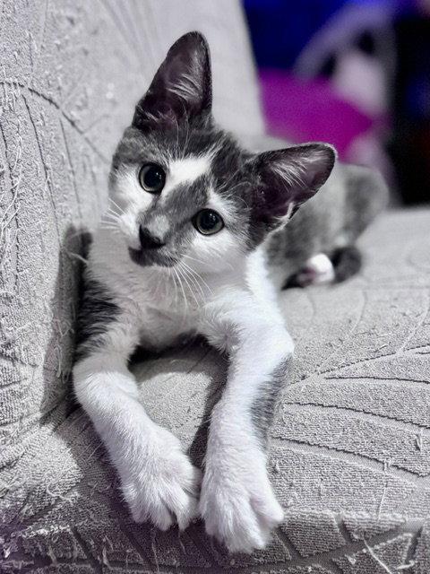 Enlarge Helga Hufflepuff, a Adoptable Domestic Short Hair in Holland, MI image 3/3