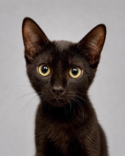 Mike, a Adoptable mixed breed in Fresno, CA image 1/2