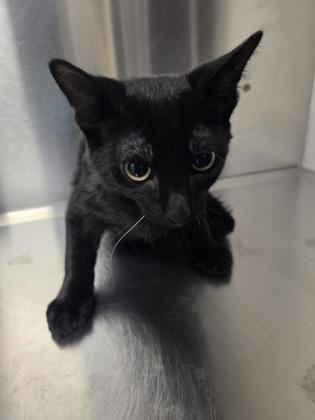 Mike, a Adoptable mixed breed in Fresno, CA image 2/2