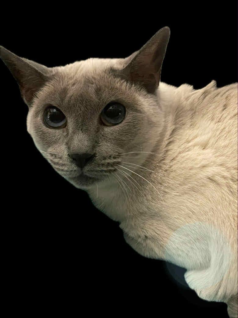 Enlarge Topaze, a Adoptable Siamese in Orleans, ON image 1/2