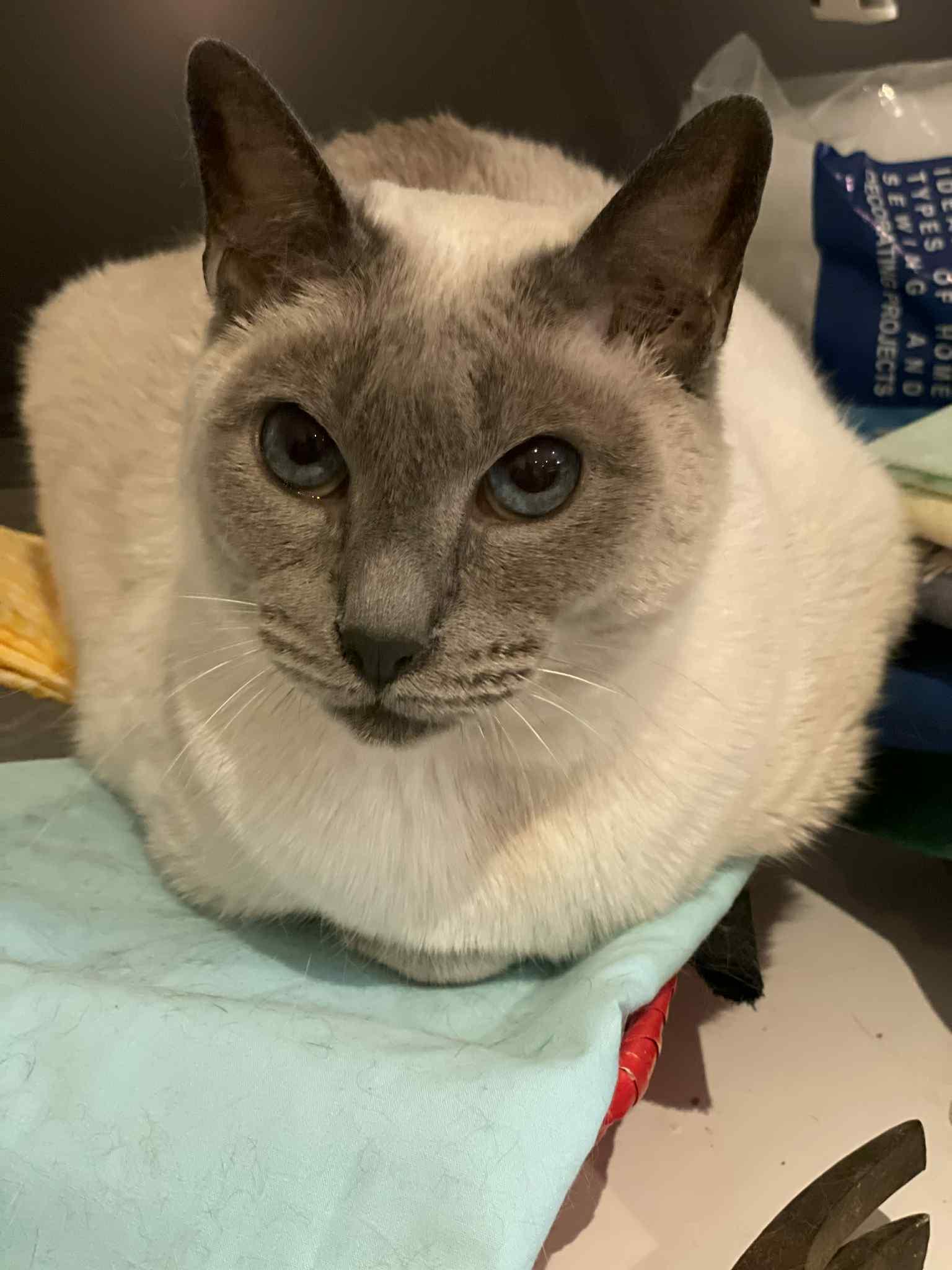 Enlarge Topaze, a Adoptable Siamese in Orleans, ON image 2/3