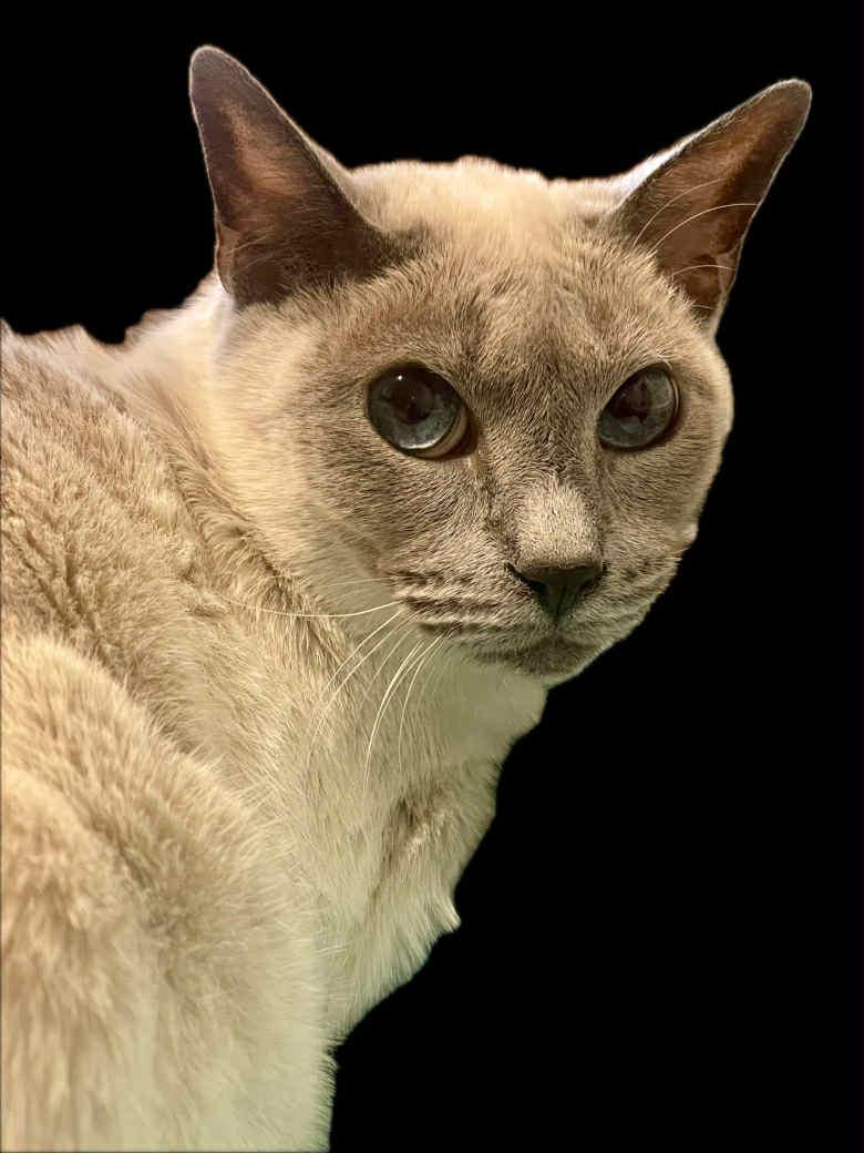 Enlarge Topaze, a Adoptable Siamese in Orleans, ON image 2/2