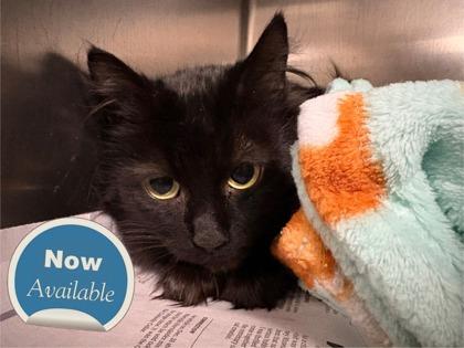 Enlarge Moana, a Adoptable mixed breed in Lowell, MA image 1/1