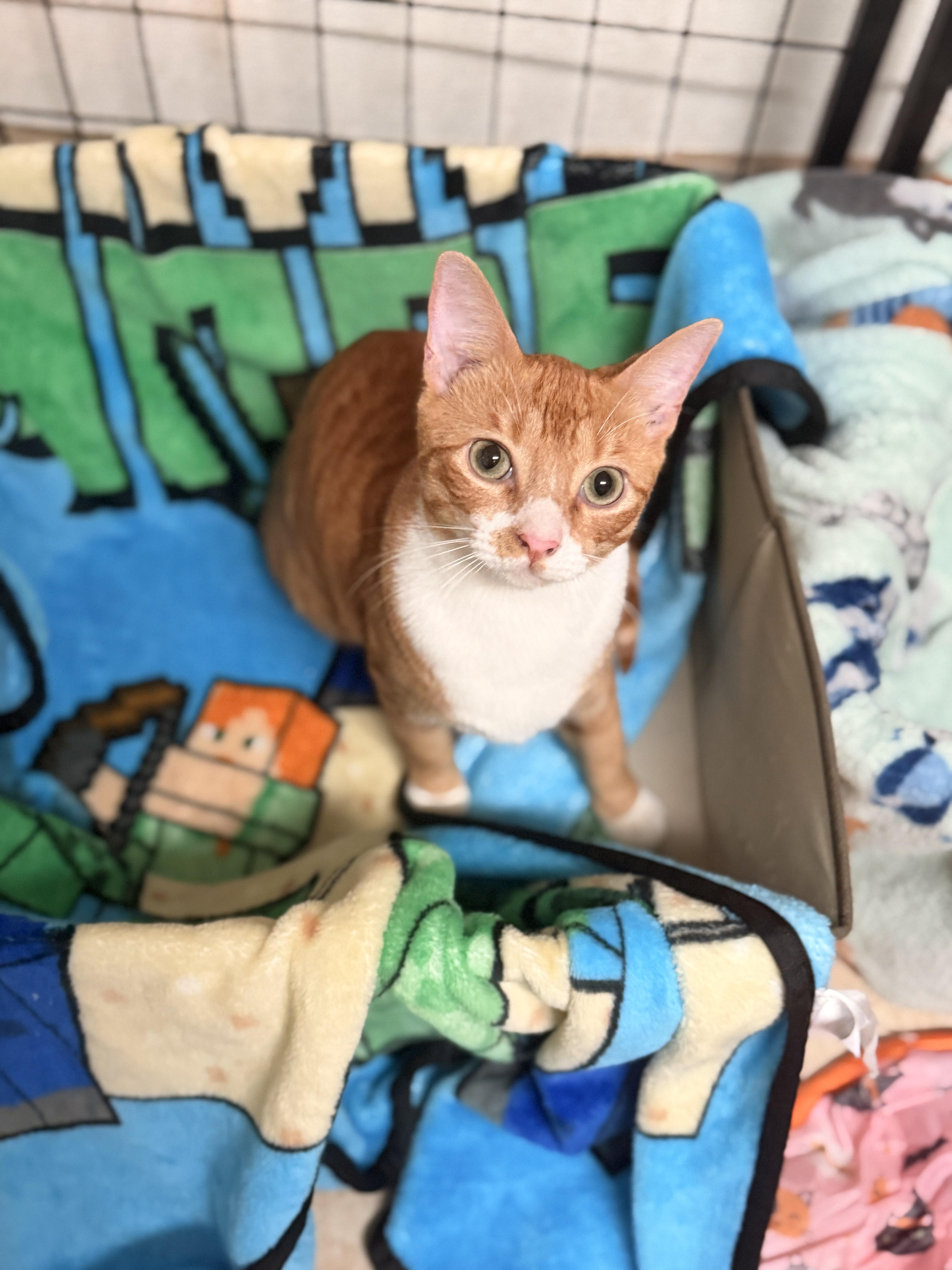 Enlarge Pierce, a Adoptable Domestic Short Hair in Mansfield, TX image 1/1