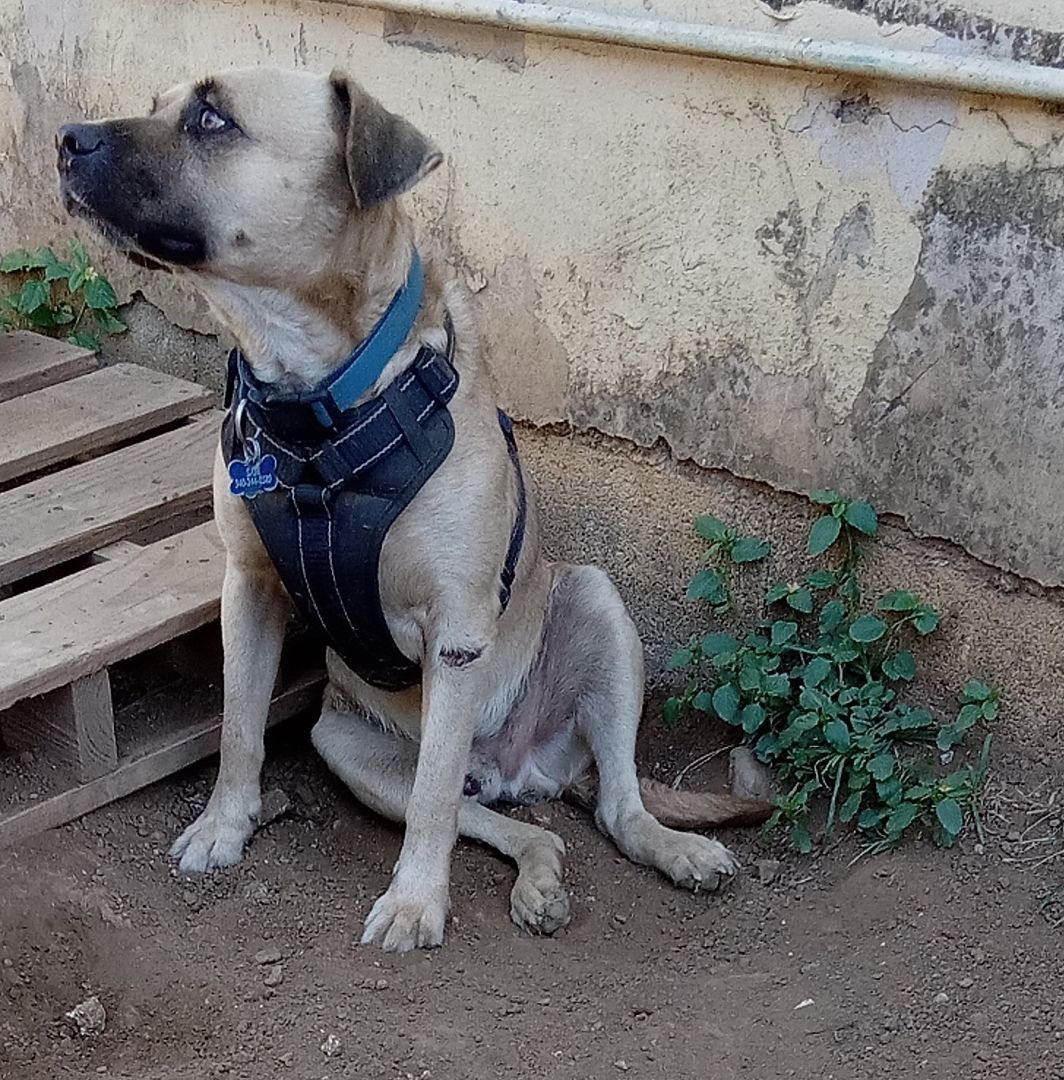 Sam, Adoptable, Adult Male Mixed Breed.