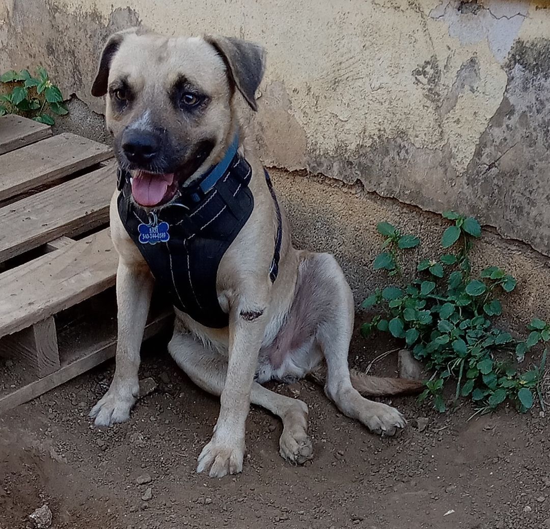 Enlarge Sam, a Adoptable Mixed Breed in Guayama, PR image 2/3