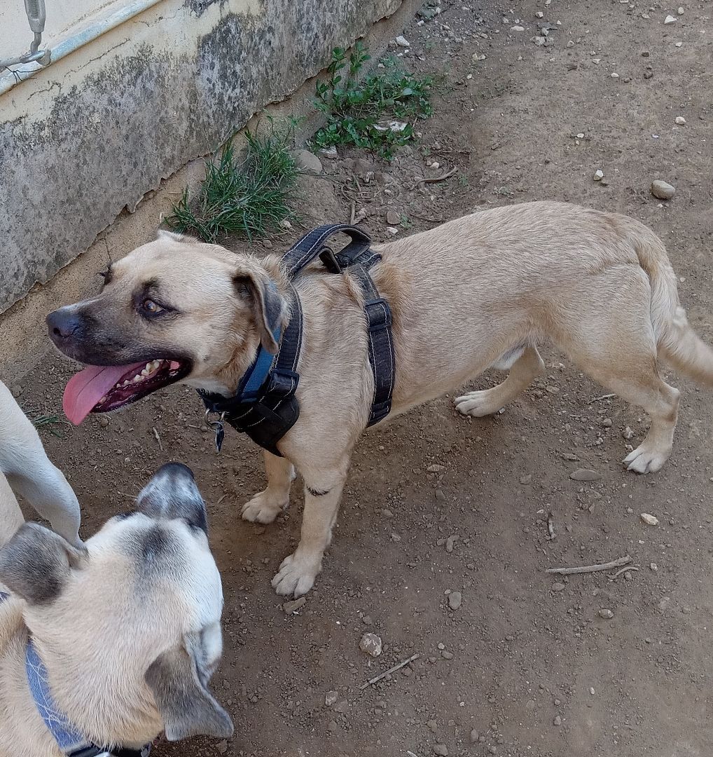 Enlarge Sam, a Adoptable Mixed Breed in Guayama, PR image 3/3