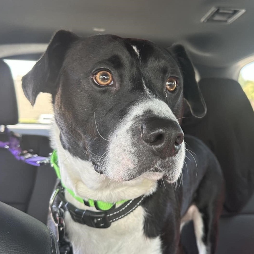 Enlarge SHADOW, a Adoptable mixed breed in Largo, FL image 2/6