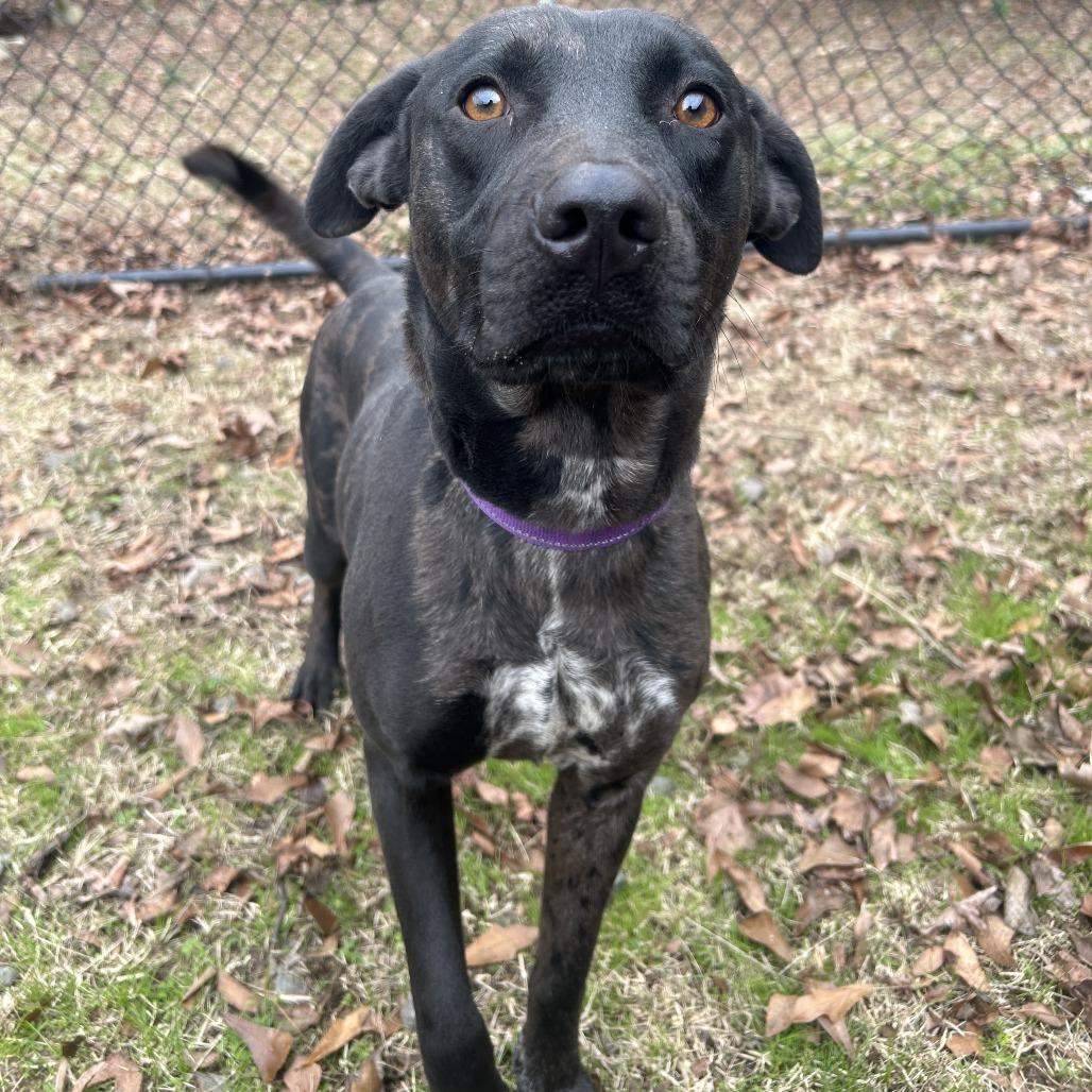 Strider, Adoptable, Adult Male Catahoula Leopard Dog.