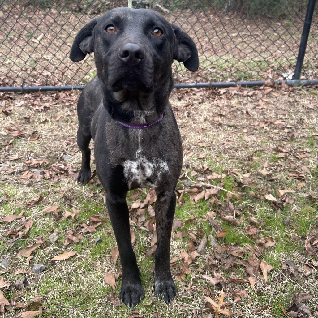 Enlarge Strider, a Adoptable mixed breed in Cabot, AR image 2/3
