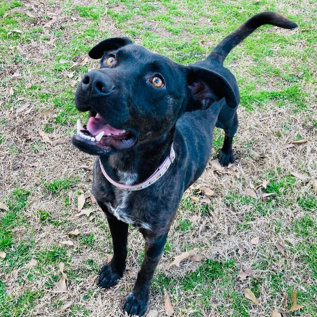 Strider, a Adoptable mixed breed in Cabot, AR image 2/6