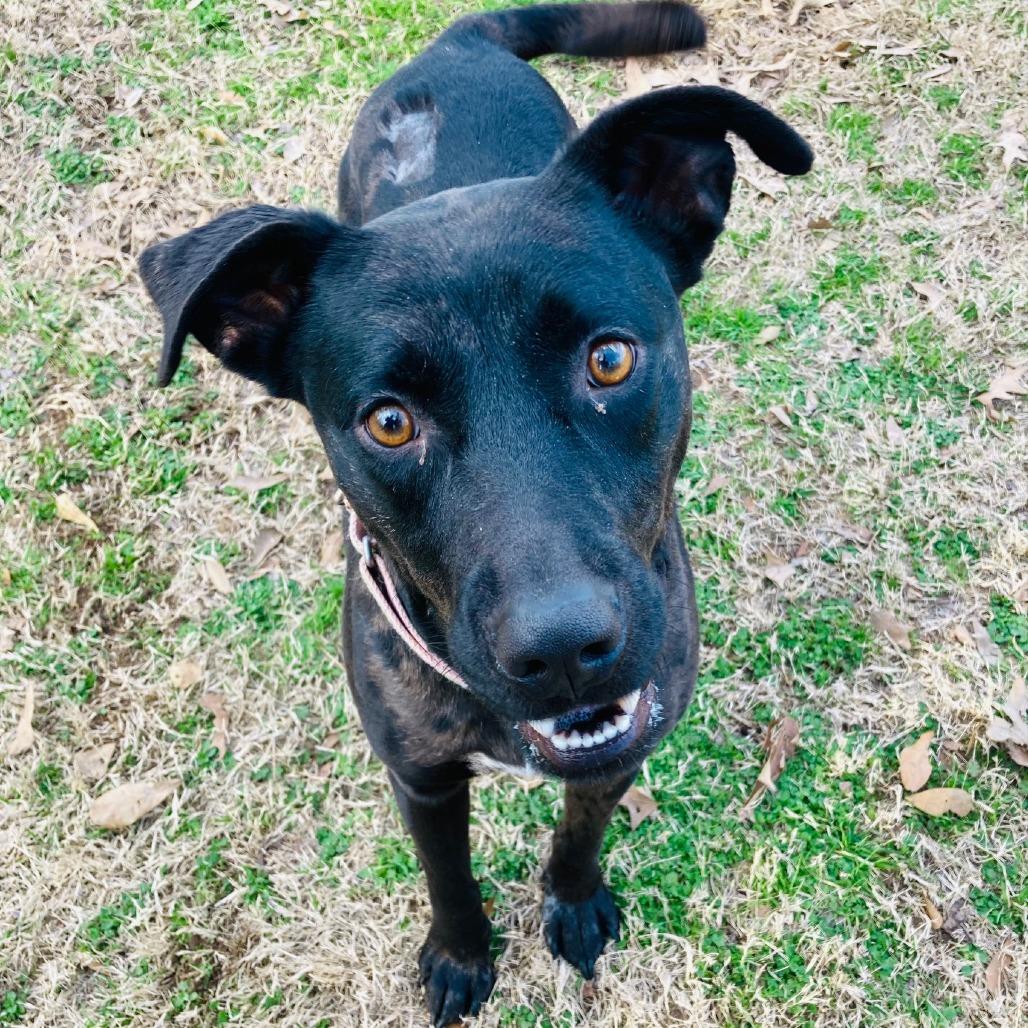 Strider, a Adoptable mixed breed in Cabot, AR image 3/6
