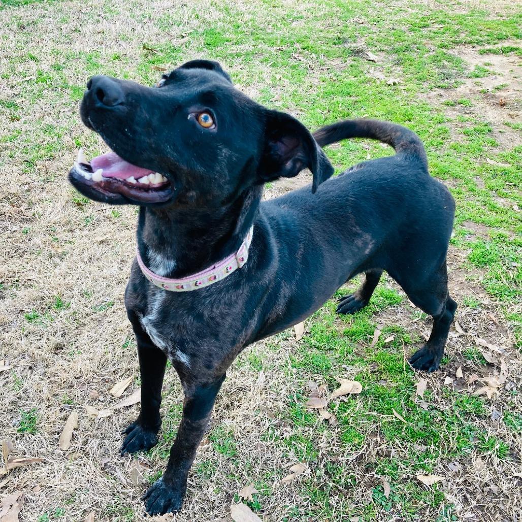 Strider, a Adoptable mixed breed in Cabot, AR image 4/6