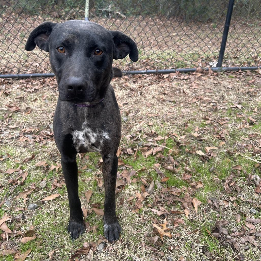 Enlarge Strider, a Adoptable mixed breed in Cabot, AR image 3/3