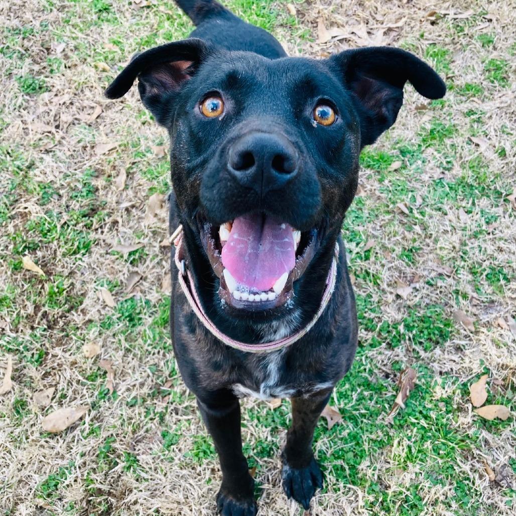 Strider, a Adoptable mixed breed in Cabot, AR image 6/6