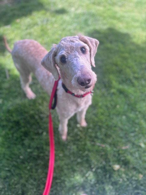 Teddy, a Adoptable Standard Poodle in Holland, MI image 3/3