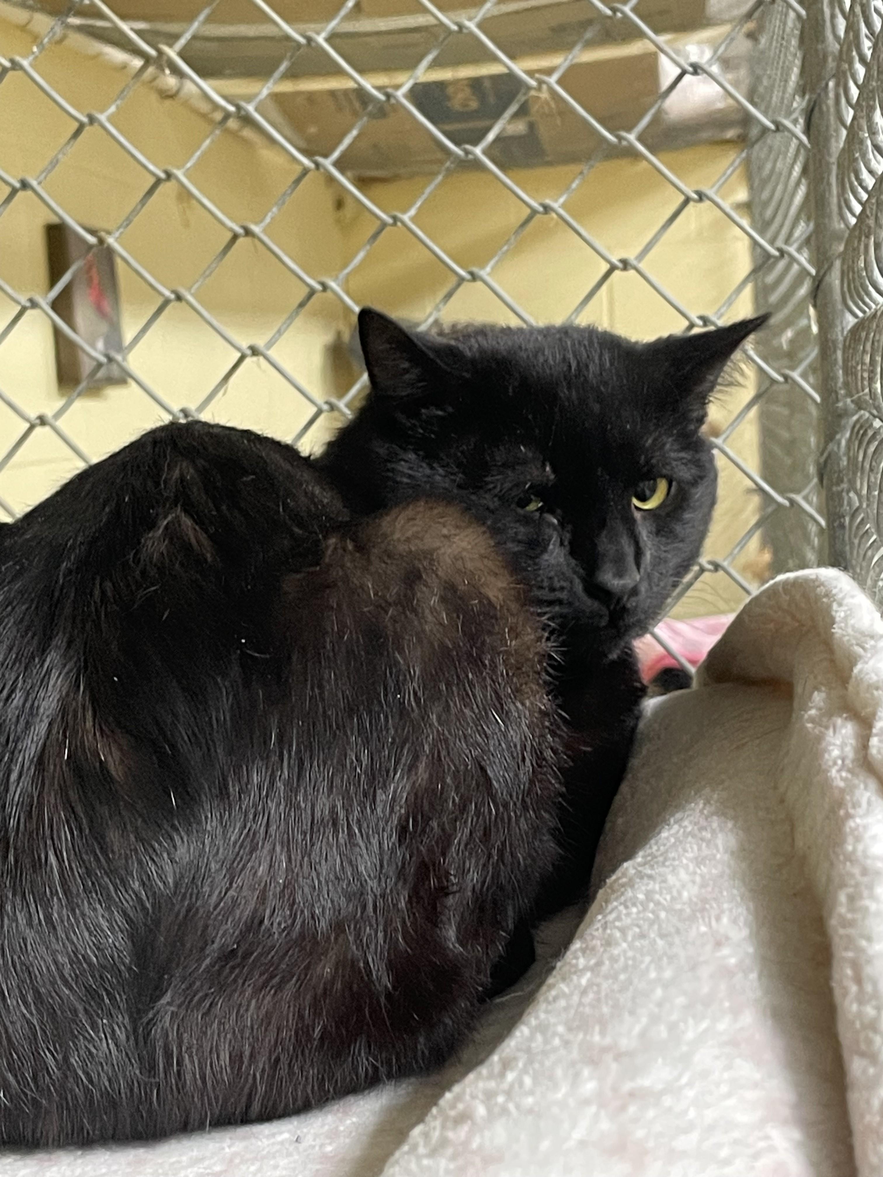 Enlarge Felix, a ADOPTABLE American Shorthair in North Kingstown, RI image 2/4