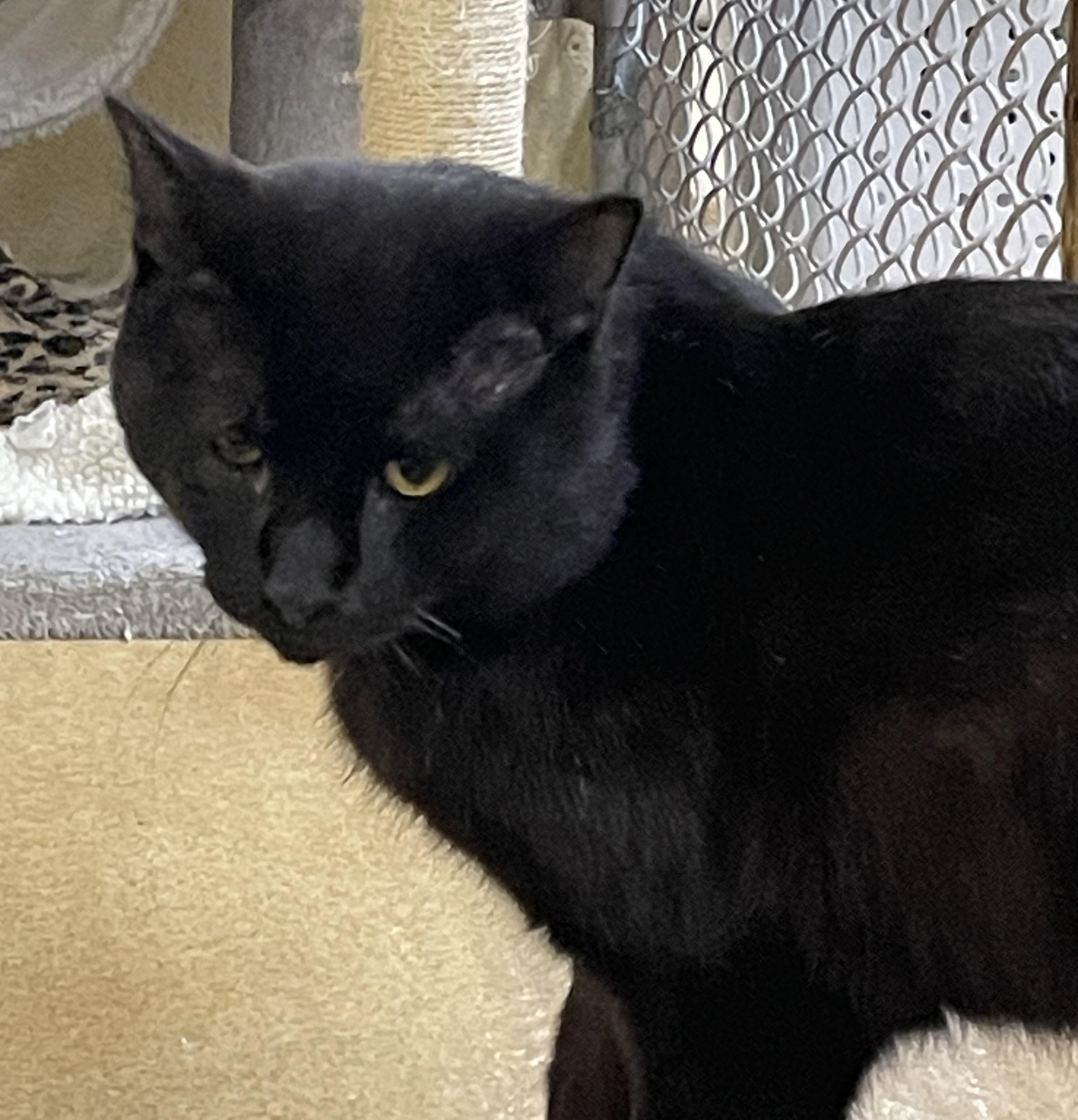 Felix, ADOPTABLE, Young Male American Shorthair.