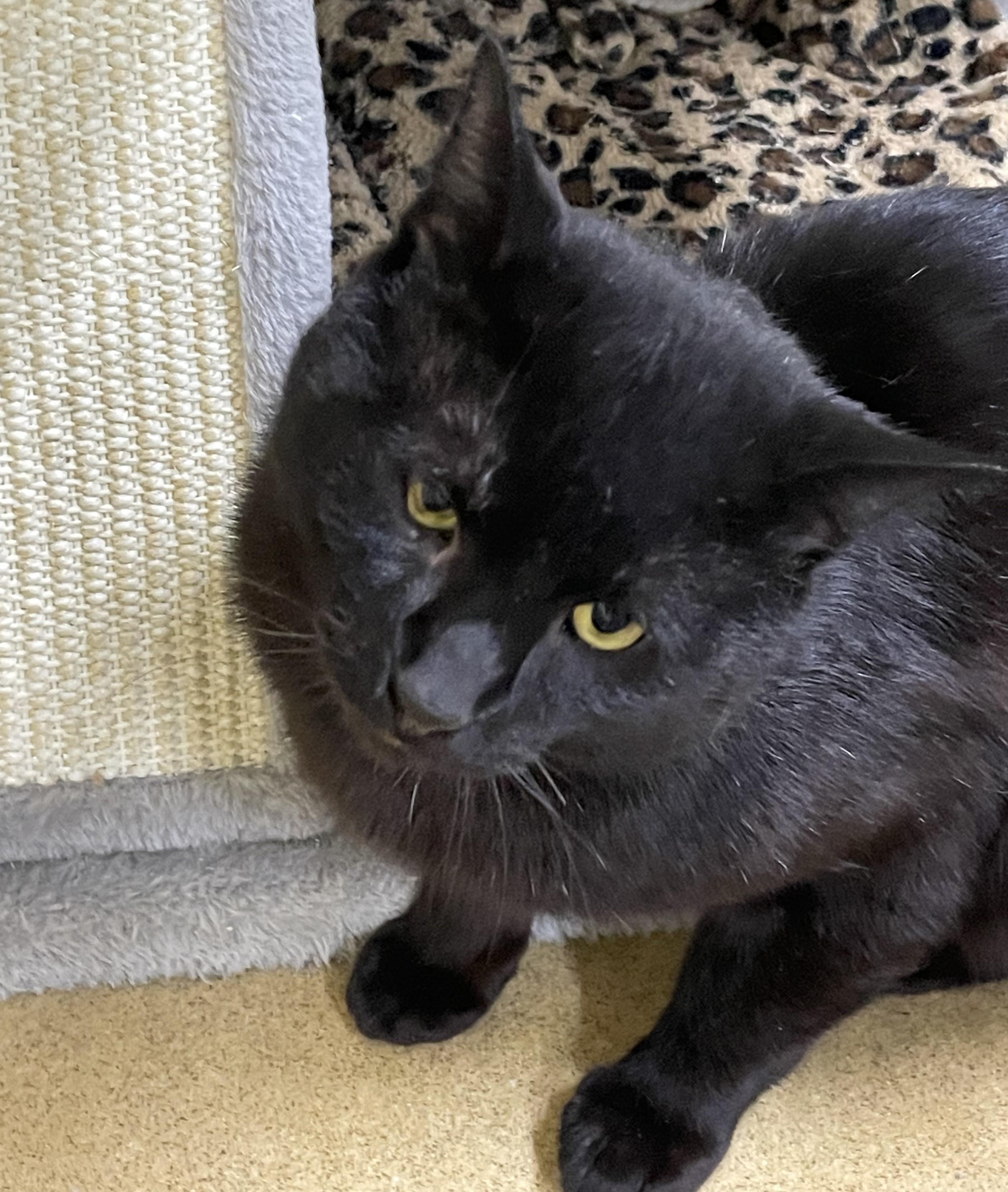 Enlarge Felix, a ADOPTABLE American Shorthair in North Kingstown, RI image 3/4