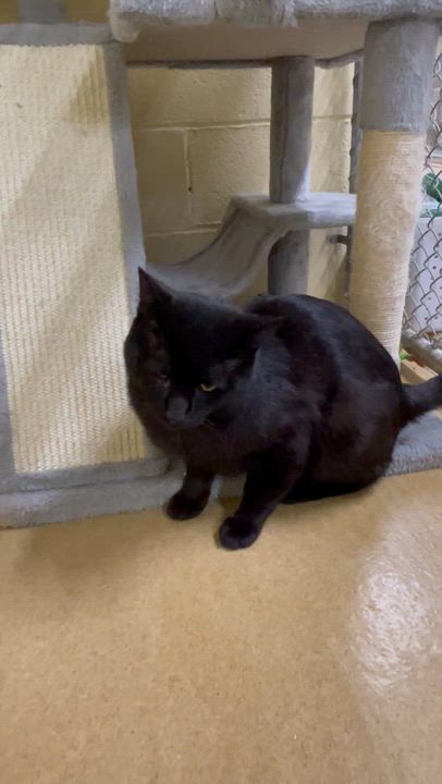 Enlarge Felix, a ADOPTABLE American Shorthair in North Kingstown, RI video 4/4