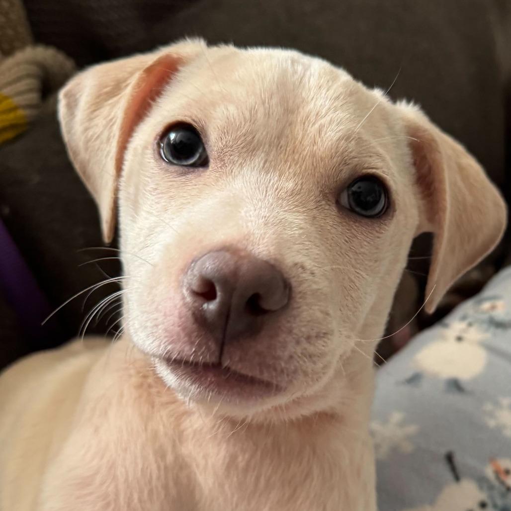 Ducky Duckerson, Adoptable, Puppy Male Mixed Breed.