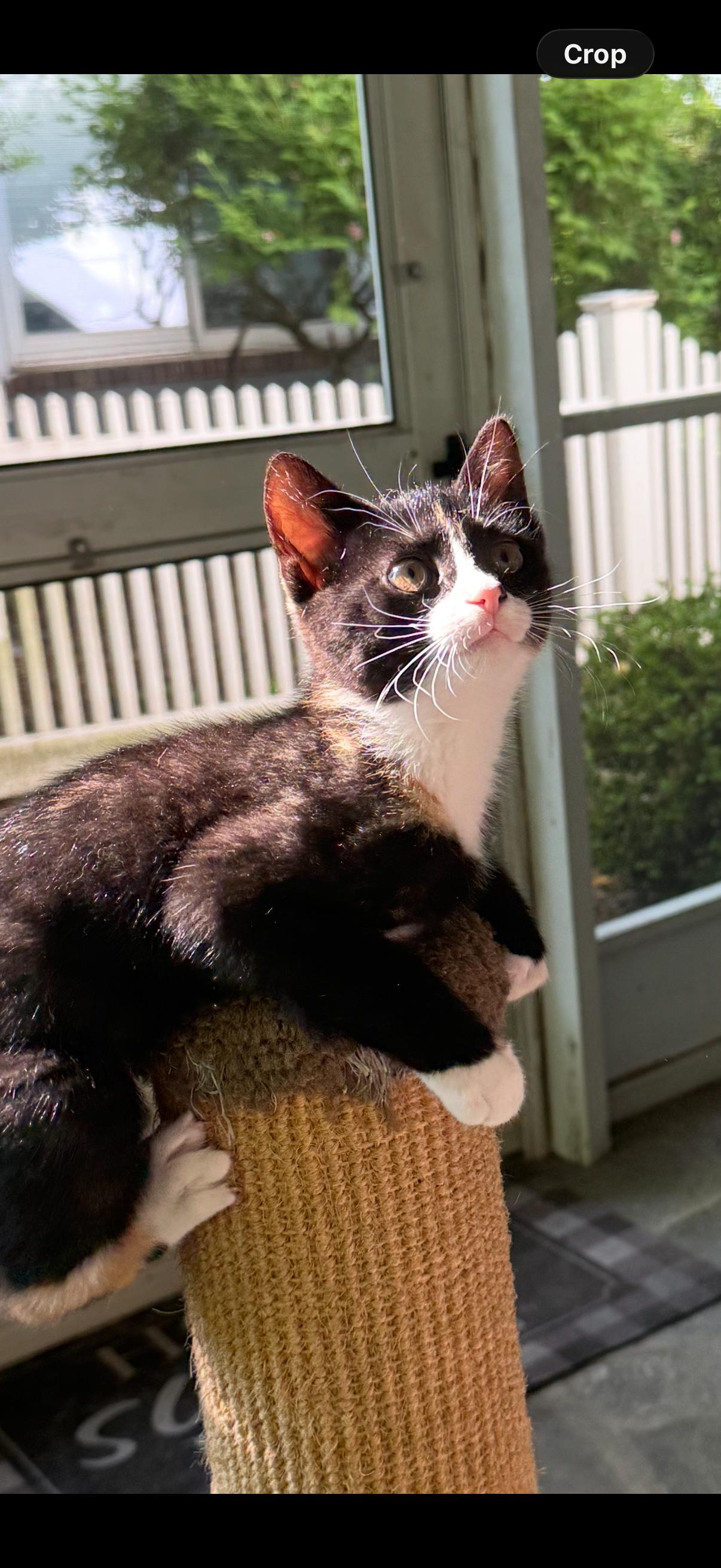 Polly, ADOPTABLE, Kitten Female Domestic Short Hair.
