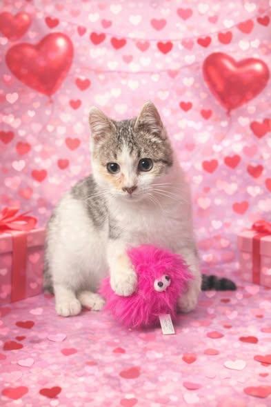 Luna, a ADOPTABLE Tabby in Decorah, IA image 2/4