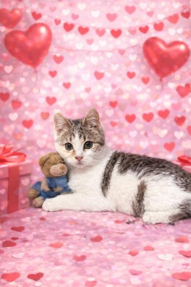 Luna, a ADOPTABLE Tabby in Decorah, IA image 1/4