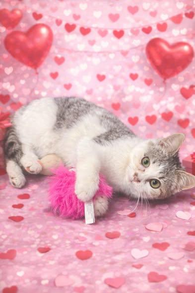 Luna, a ADOPTABLE Tabby in Decorah, IA image 4/4