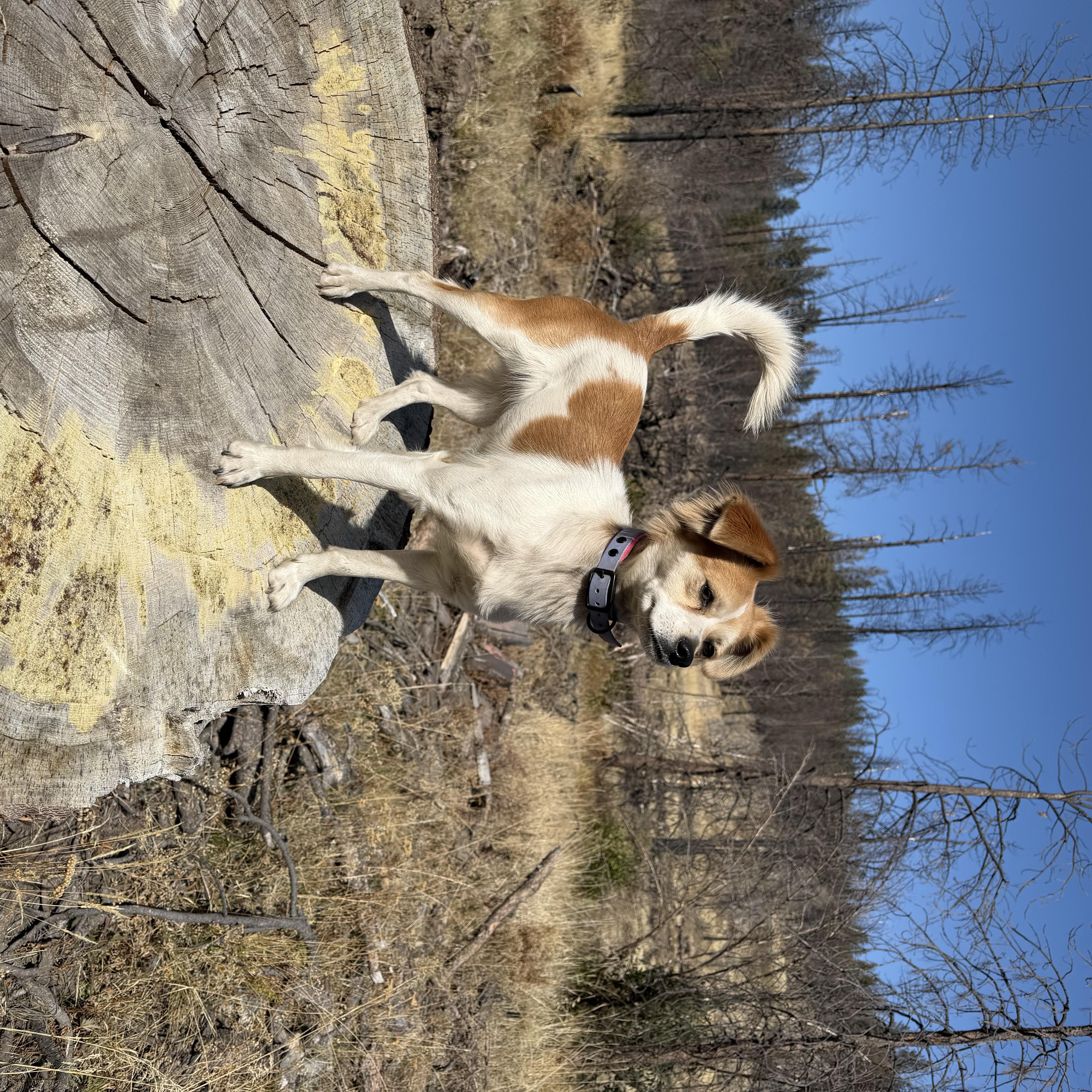 Enlarge Girl, a Adoptable Brittany Spaniel in Eugene, OR image 2/7
