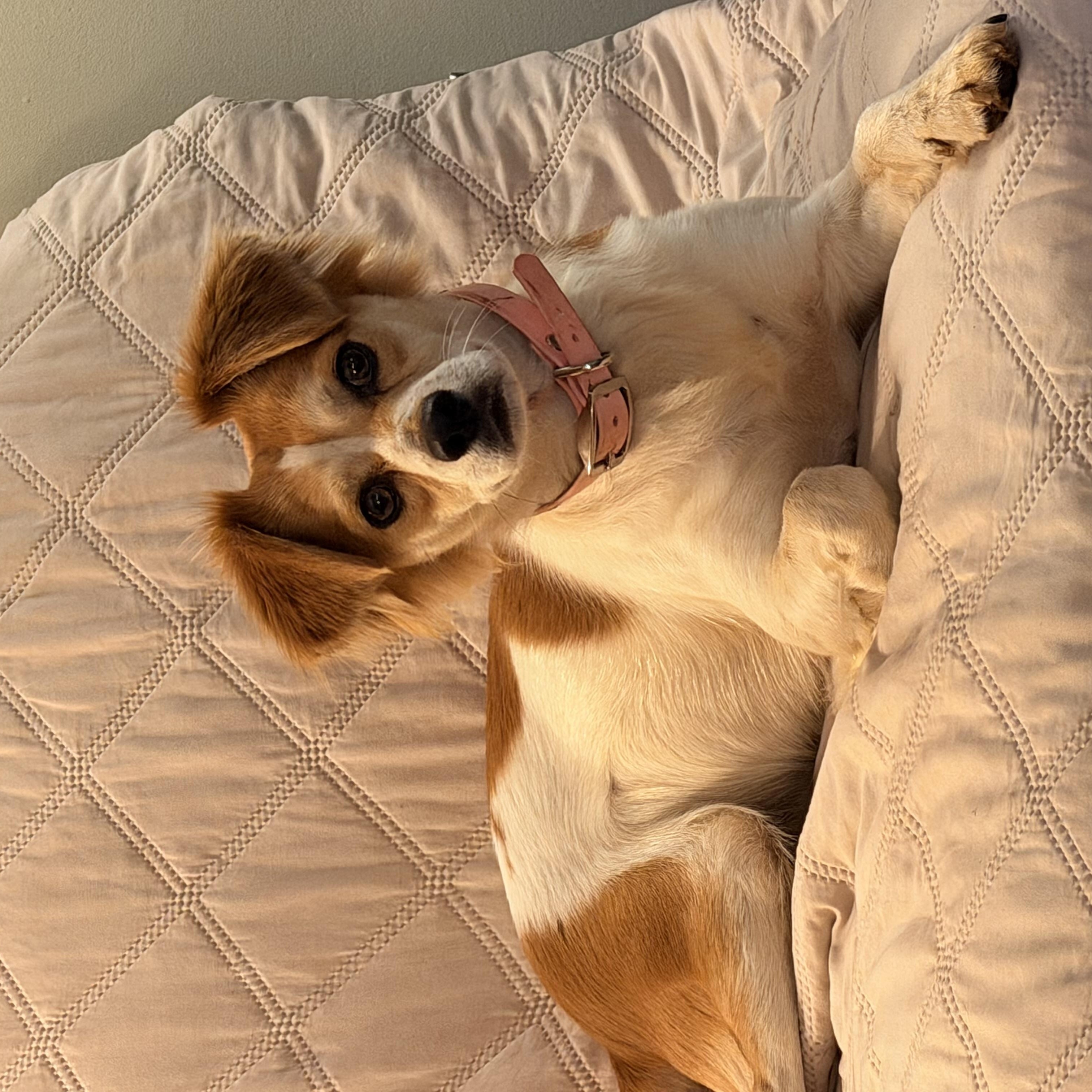 Enlarge Girl, a Adoptable Brittany Spaniel in Eugene, OR image 3/7