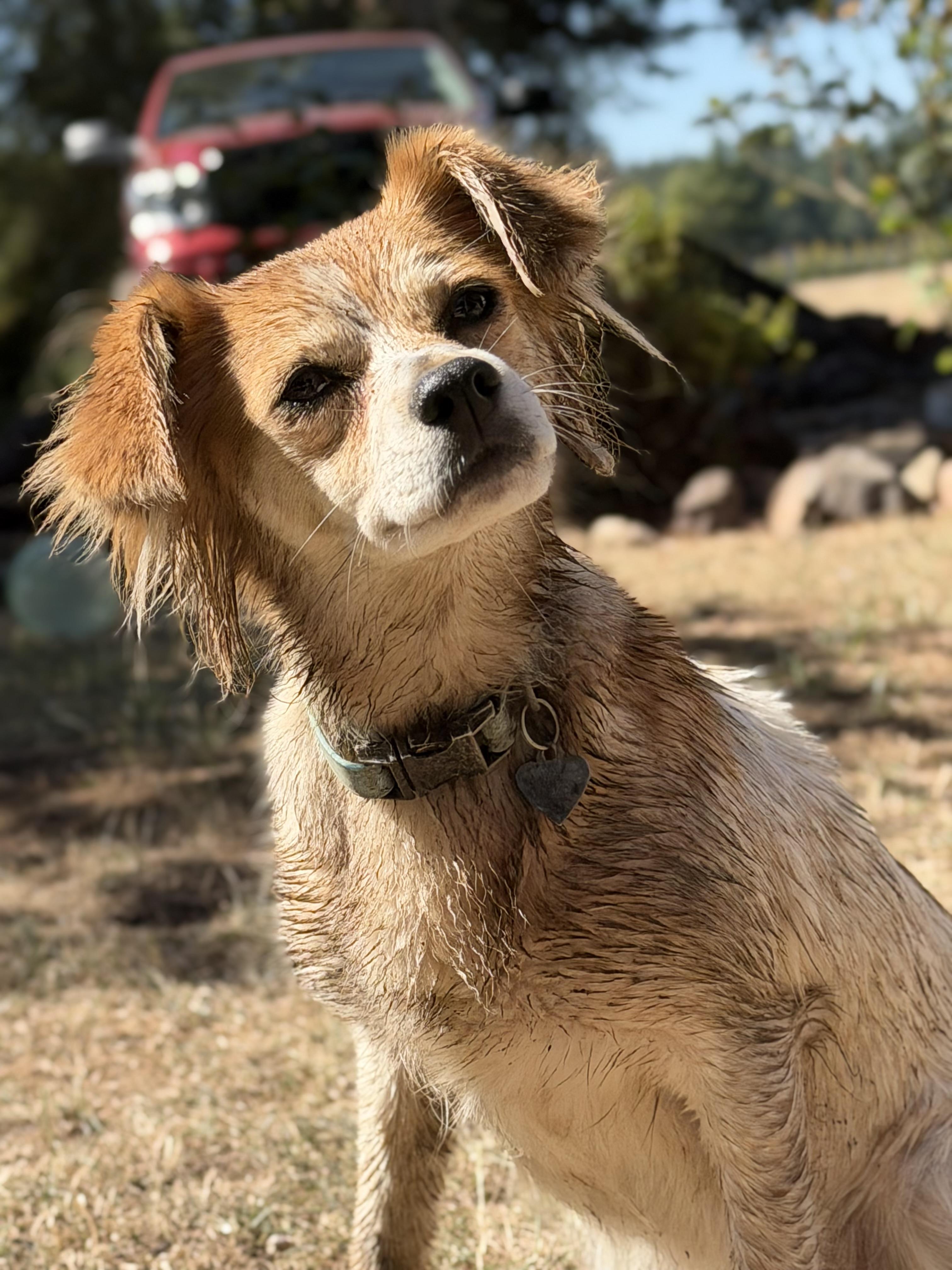 Enlarge Girl, a Adoptable Brittany Spaniel in Eugene, OR image 4/7