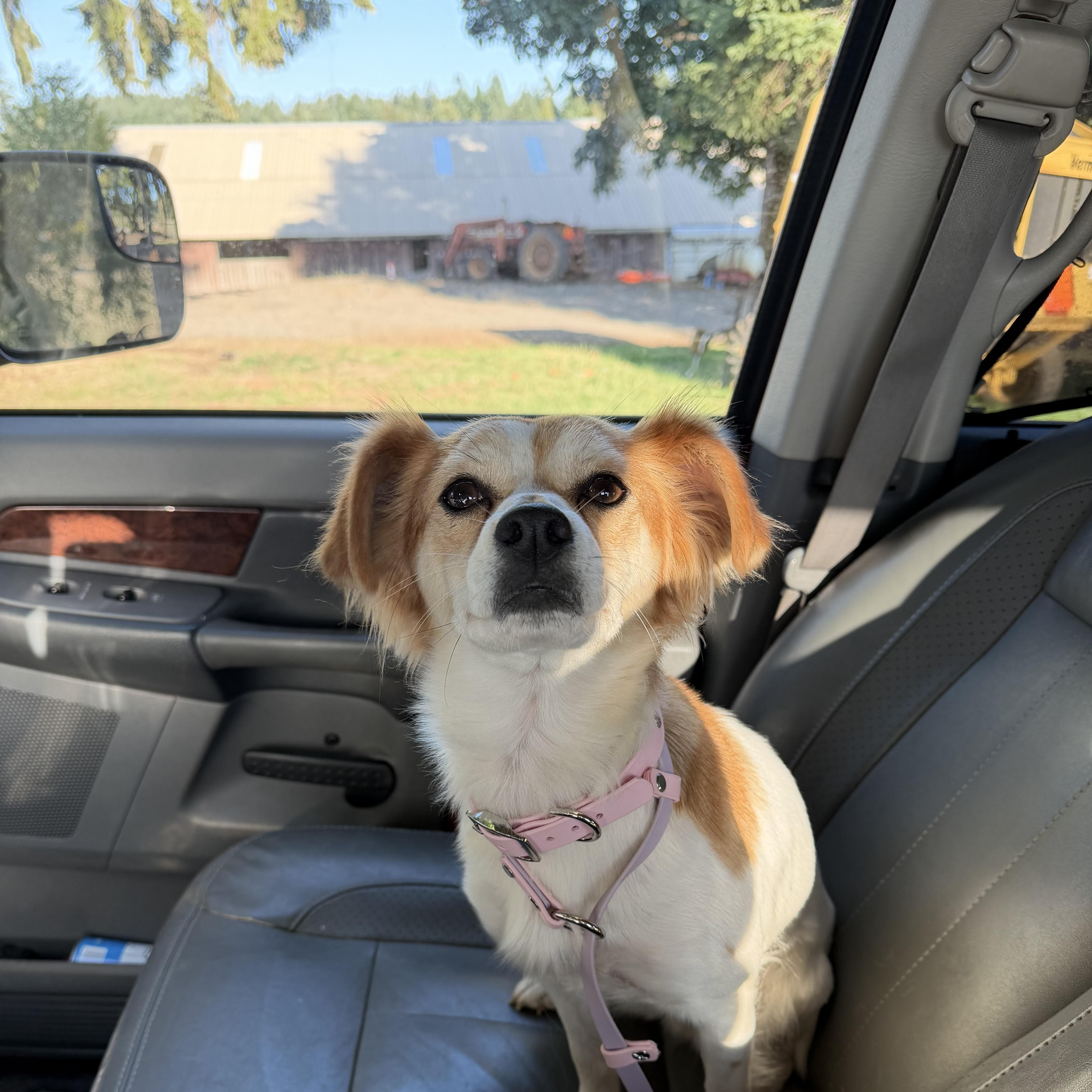 Enlarge Girl, a Adoptable Brittany Spaniel in Eugene, OR image 5/7