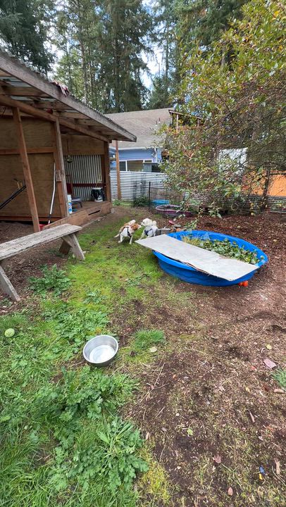 Enlarge Girl, a Adoptable Brittany Spaniel in Eugene, OR video 6/7