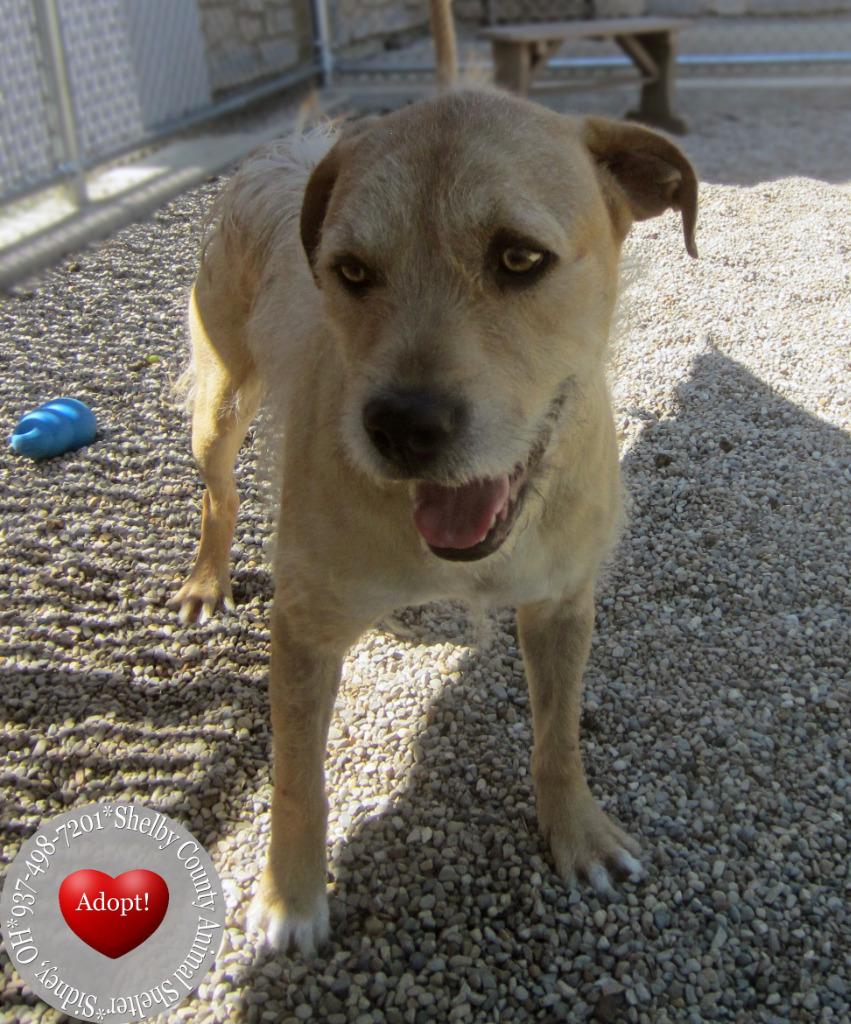 Frizzle Yrly 361/24, Adoptable, Adult Male Yellow Labrador Retriever & Schnauzer.