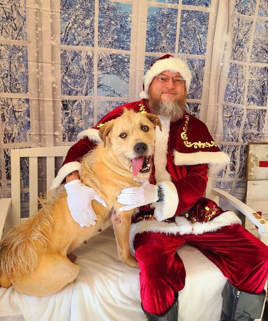 Enlarge Frizzle Yrly 361/24, a Adoptable mixed breed in Sidney, OH image 2/6